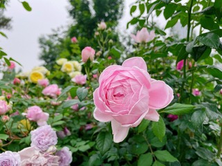 5DA6E45A-2E32-46C1-9460-D60C8D6A2AFB/L0/001