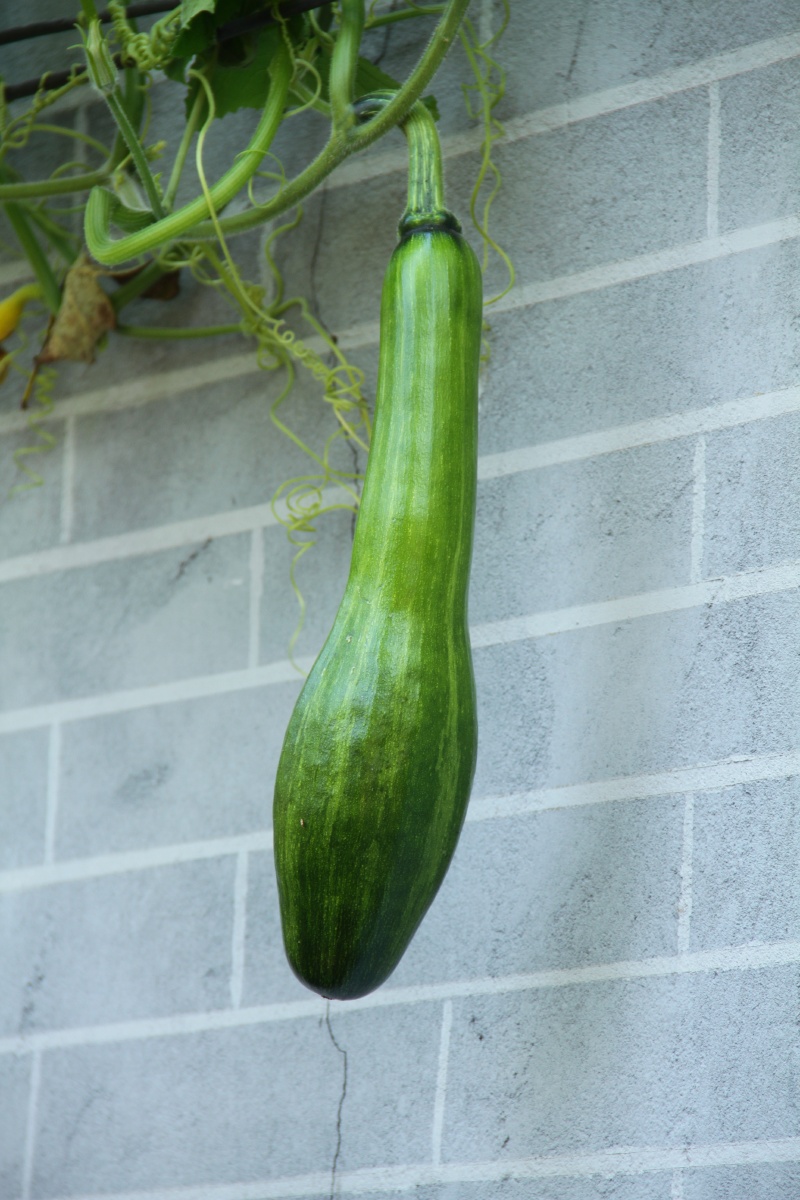 年轻的倭瓜,南瓜就长这样,关键是实用. - 一心世界 - 图虫