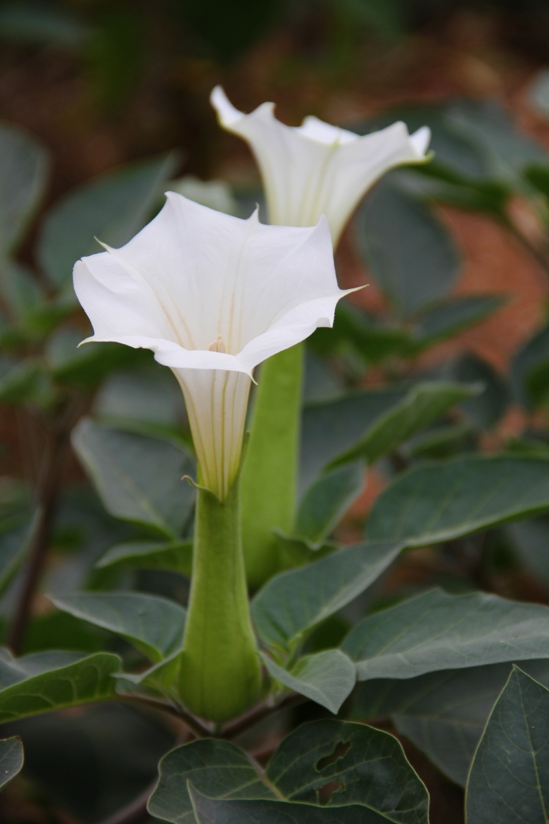白色曼陀罗花,这是一种误食会中毒的花,花,叶,茎,果实,都要小心.