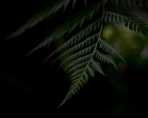D36AD8ED-35DF-4FC8-B082-27454D52EC5E/L0/001