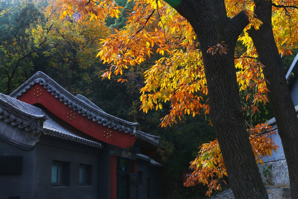 八大处公园秋色