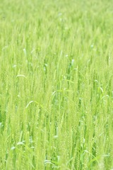 F3C54785-997F-4331-B6BB-3EC1DB719BF5/L0/001