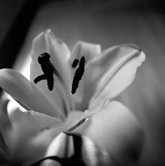 00323