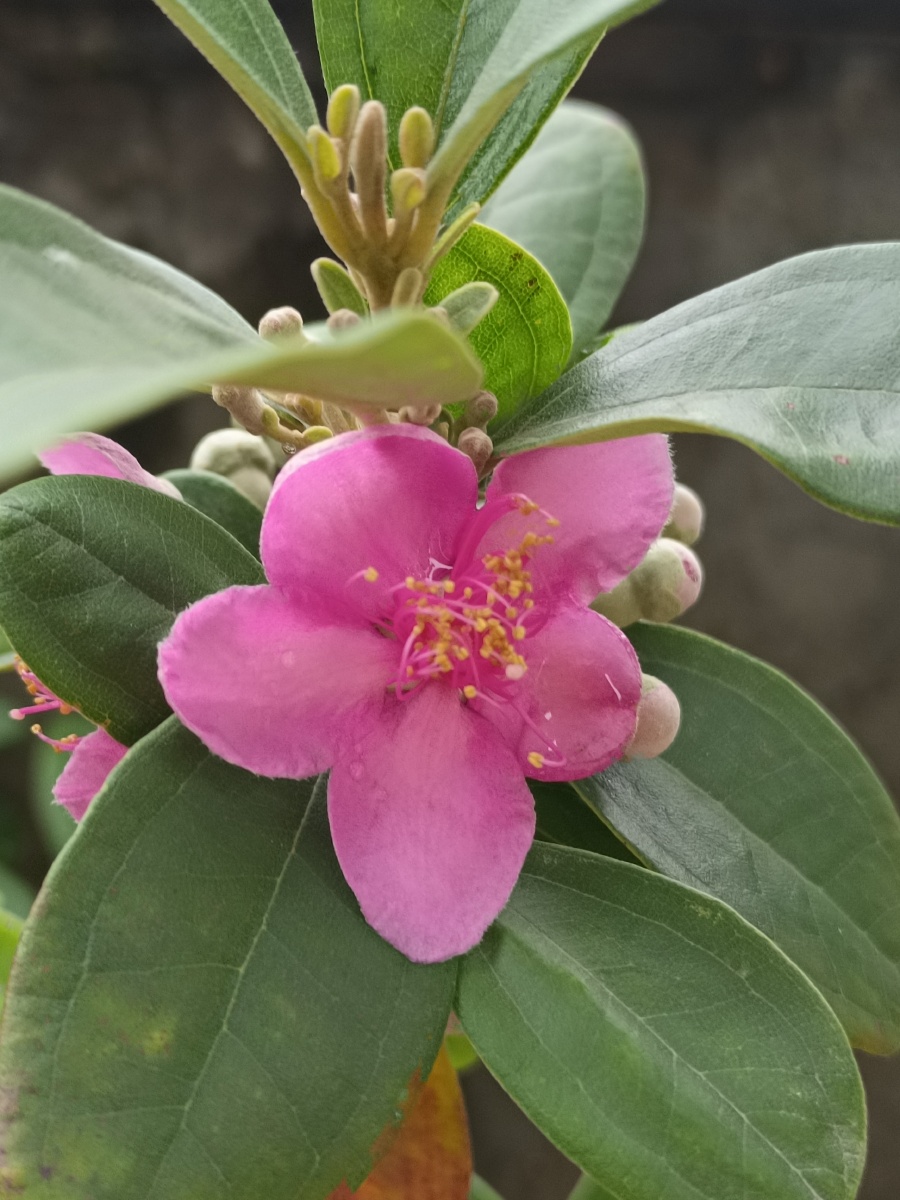 桃金娘开花啦 - 玉牡丹 - 图虫