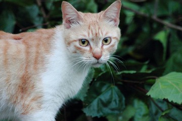 猫 (4).JPG