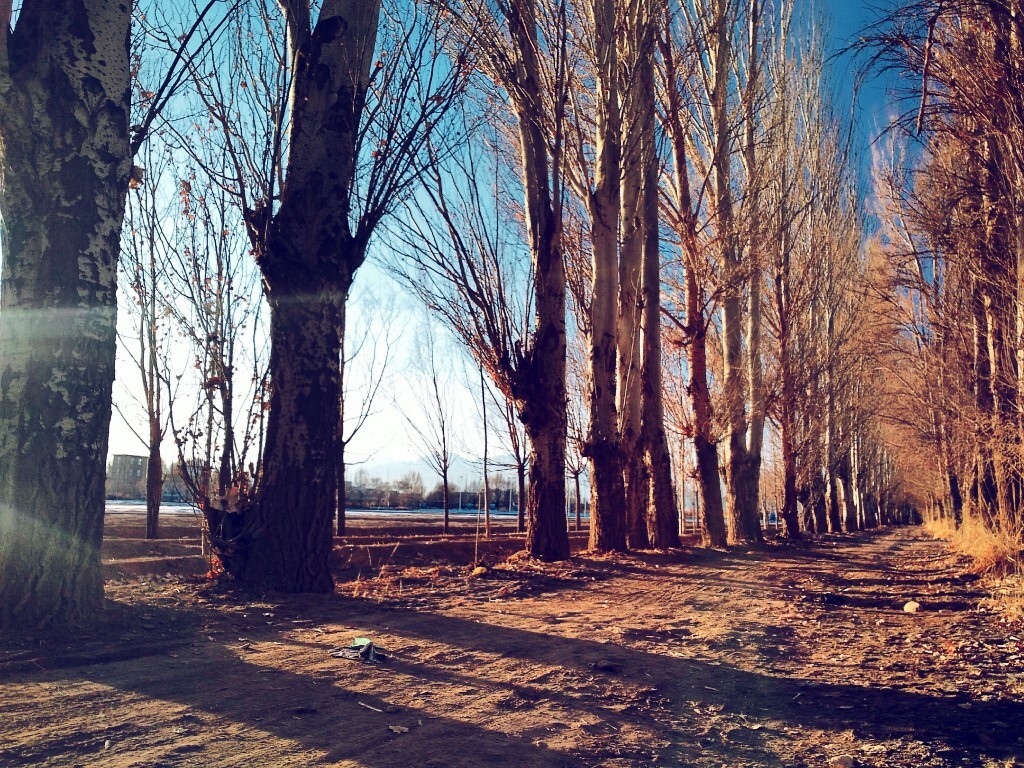 阳光穿过树梢，光影流动在林间小路，影影绰绰。这静谧、美好时刻，正适合，脚步闲散