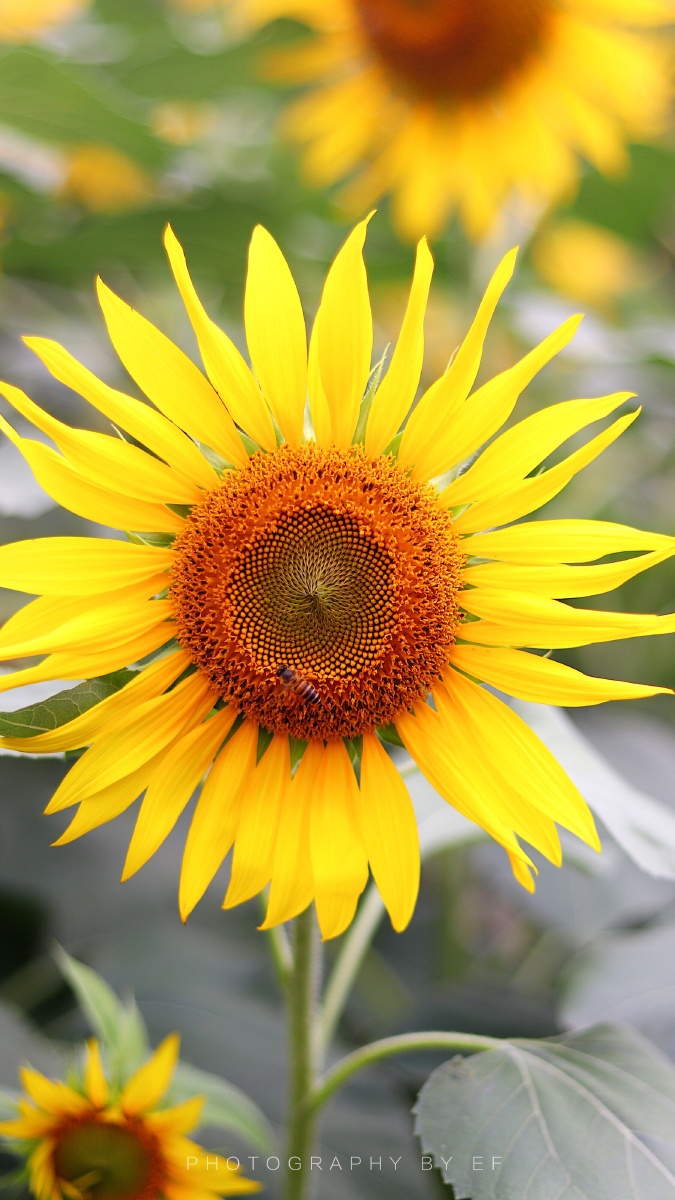 向日葵也是秋天的颜色呢