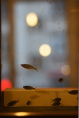 DSC08622-1.jpg
