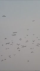 BD114A1F-9EF1-400A-87D2-959FB73A6F8E/L0/001