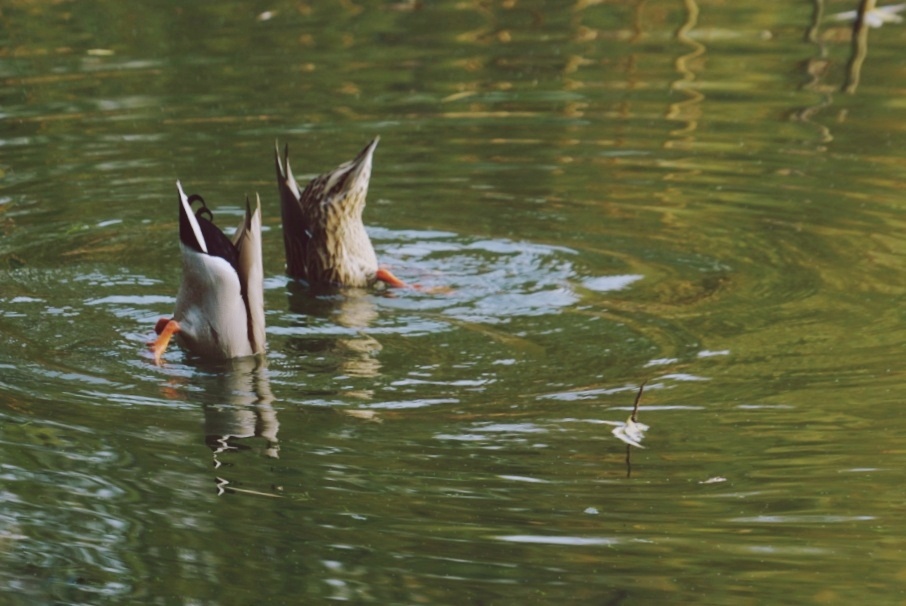 一双野鸭子在水上跳芭蕾