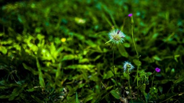 BA49A84C-5028-40DF-82A1-38D245DD9465/L0/001