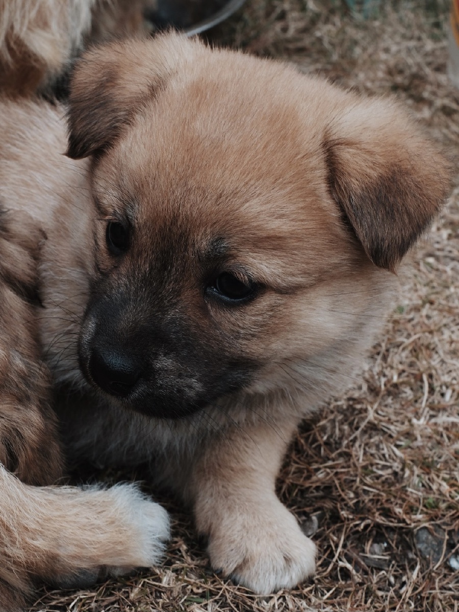 田园小奶狗萌出天际哇