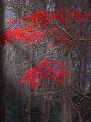 400D18F6-59F1-41B3-8399-0A408F48DC12/L0/001