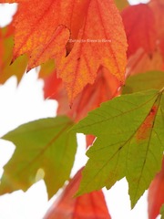 159FB61C-BF6F-466B-8191-ED818E38A52F/L0/001
