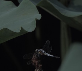 EF588ED7-0B30-424D-BC11-34684B043BBD/L0/001