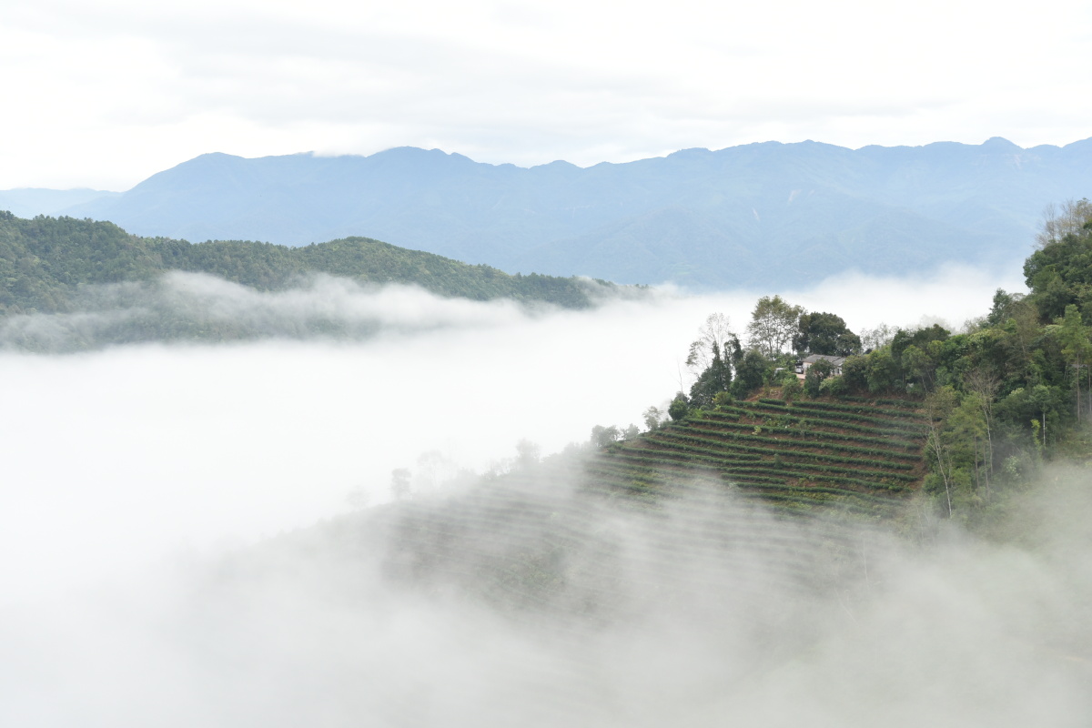 茶乡云雾普洱万亩茶山常年浸在云雾缭绕中这一场境只