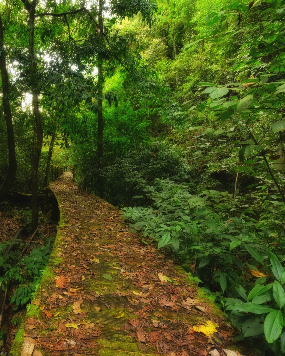 山涧普洱国家森林公园生态保护非常好每次走进去都有意外的收获