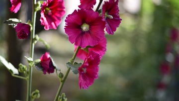 _DSC8156