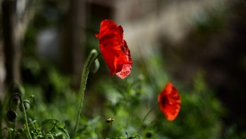 _DSC7989