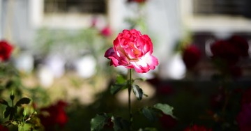 _DSC8020