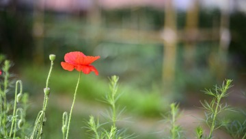 _DSC8213