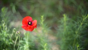 _DSC8214