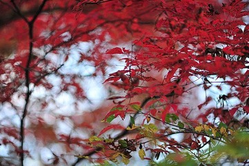 DSC_2913.JPG