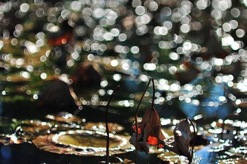 DSC_4552.JPG
