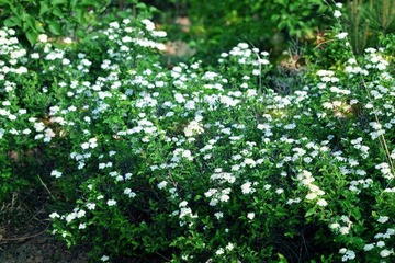 dsc_7090_副本_副本.jpg