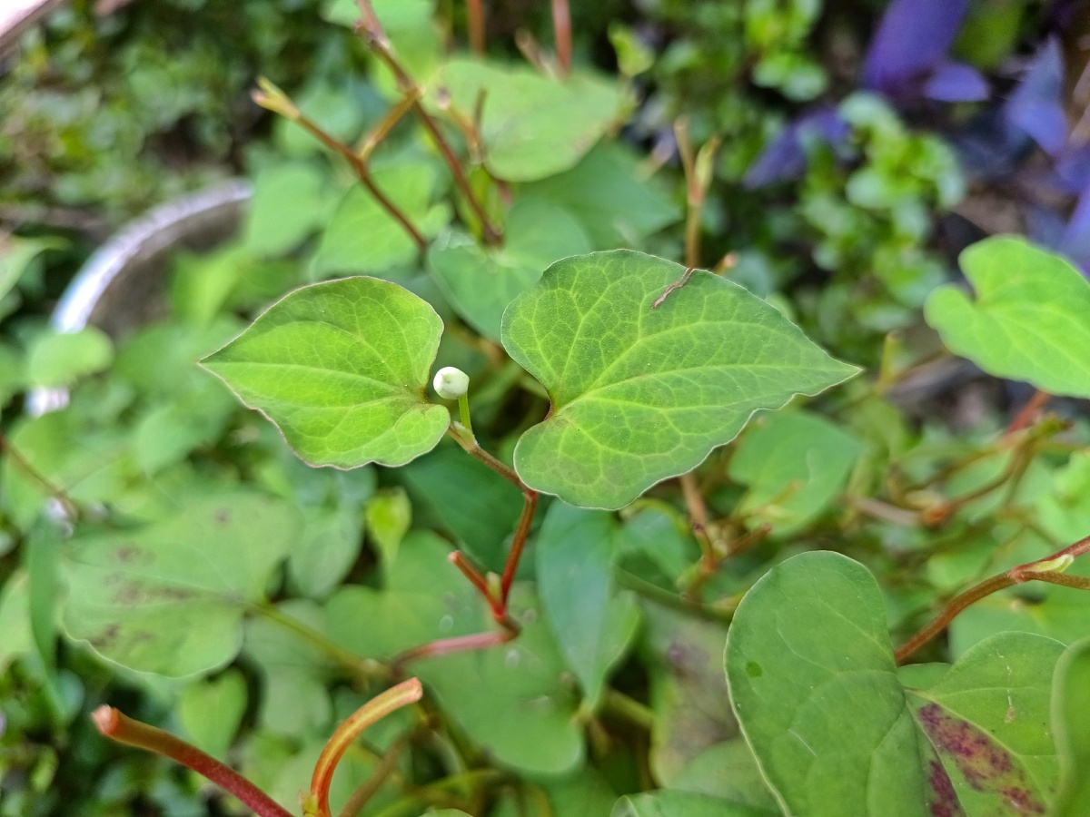 鱼腥草开花了哟 - 手机摄影_开心万岁鸭 - 图虫