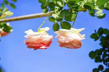 3147A420-AC64-4EC7-BB1B-FD8A95D510C6/L0/001