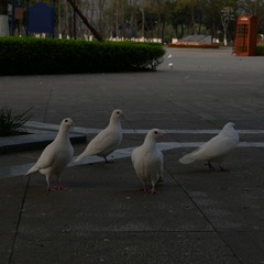 B06DA5E5-991C-4F61-A1AF-EC490E625BB7/L0/001