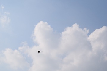 1624521