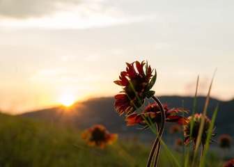 IMGP8520.jpg