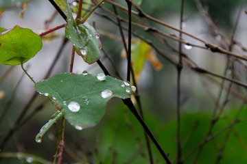 IMGP8149.jpg