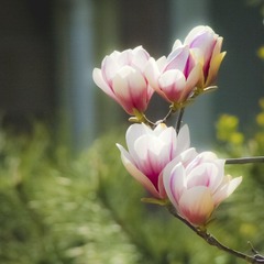 刹那芳华 (12)