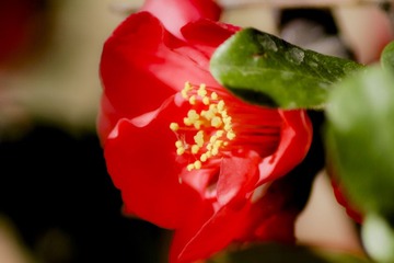 刹那芳华 (14)
