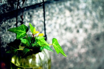 IMG_1178.JPG