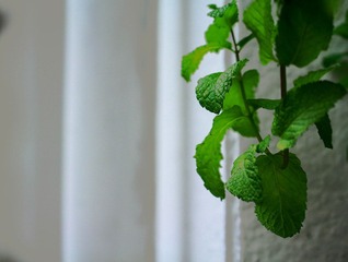 IMG_1185.JPG