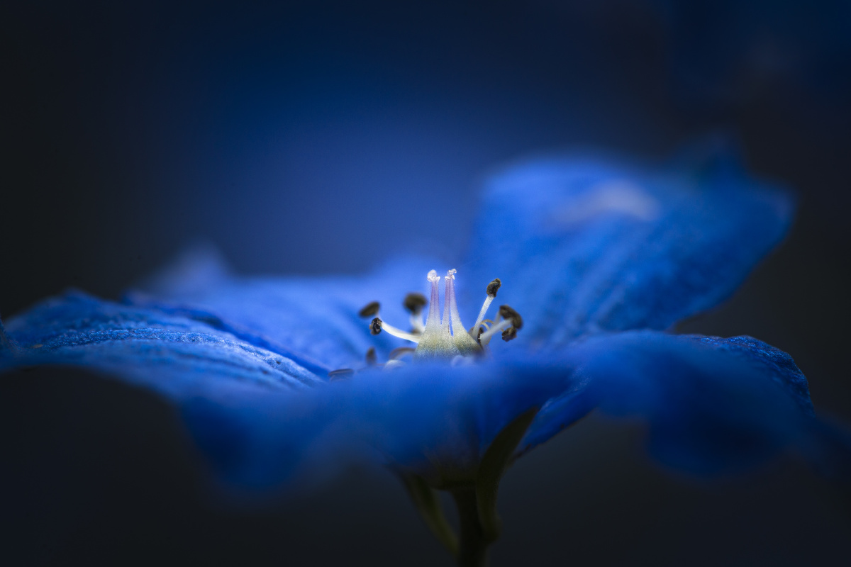 有人说是暗绿紫堇