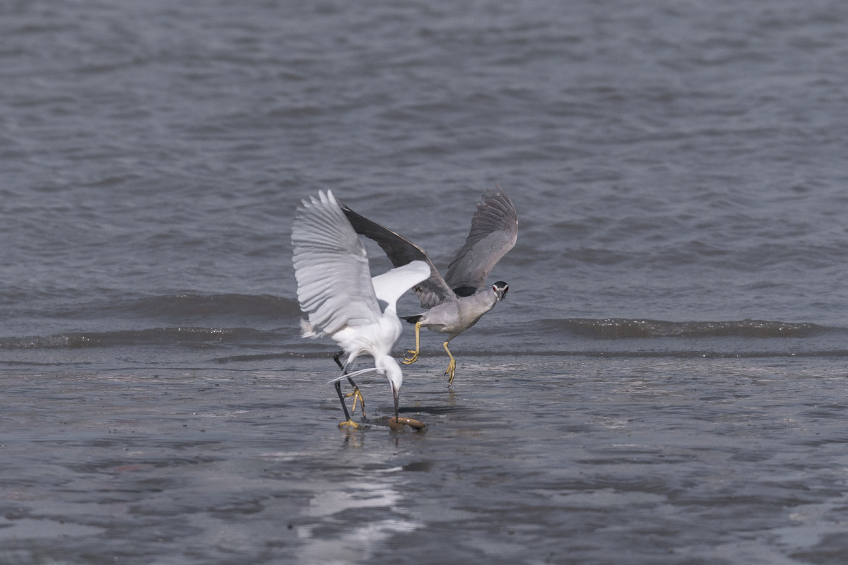 18张高速连拍关关雎鸠为了泥鳅
