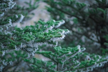 QLL_4749