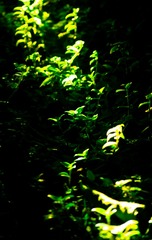 F8215B35-3B4A-4D02-B42E-8C5D51E6B46B/L0/001