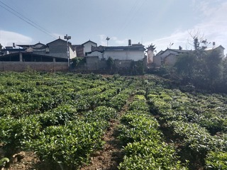 1000025972