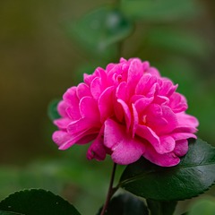 1000056649