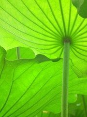 DSCF4039.JPG