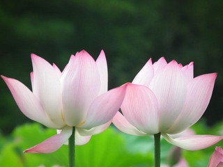DSCF4047.JPG