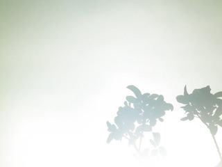 DSCF4453.JPG