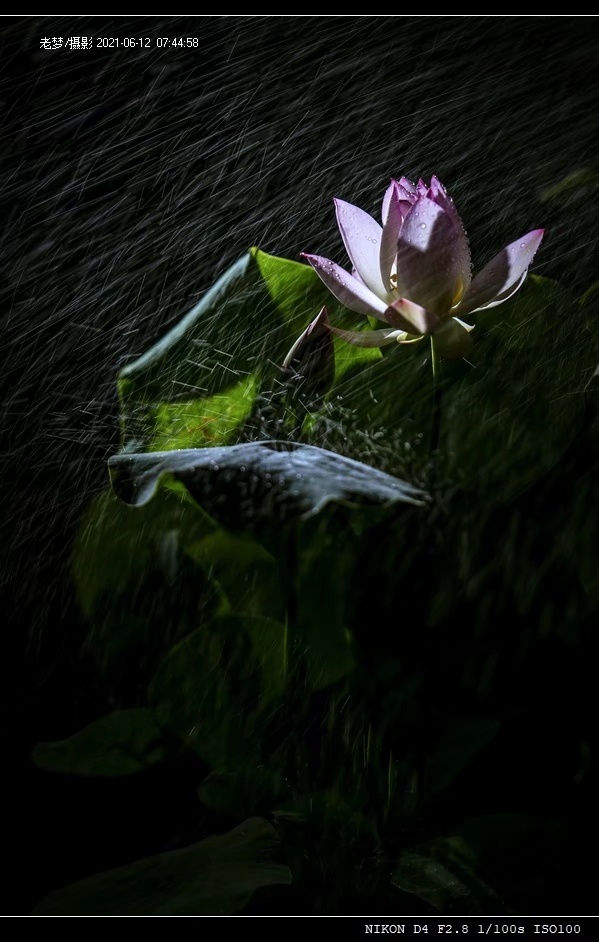 《斜雨飞丝别样红》