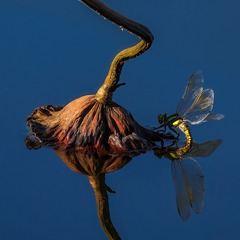 115093EA-BAD8-4FB9-9D47-9EF5BE4A12E3/L0/001